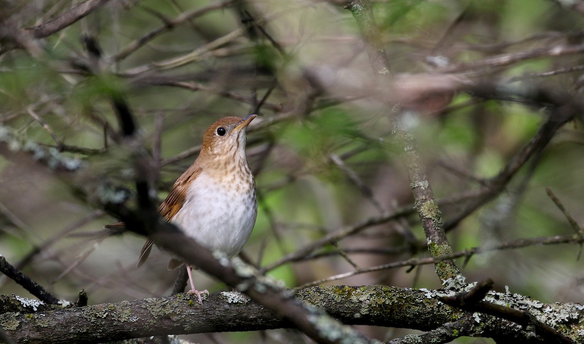 Veery - ML103609391