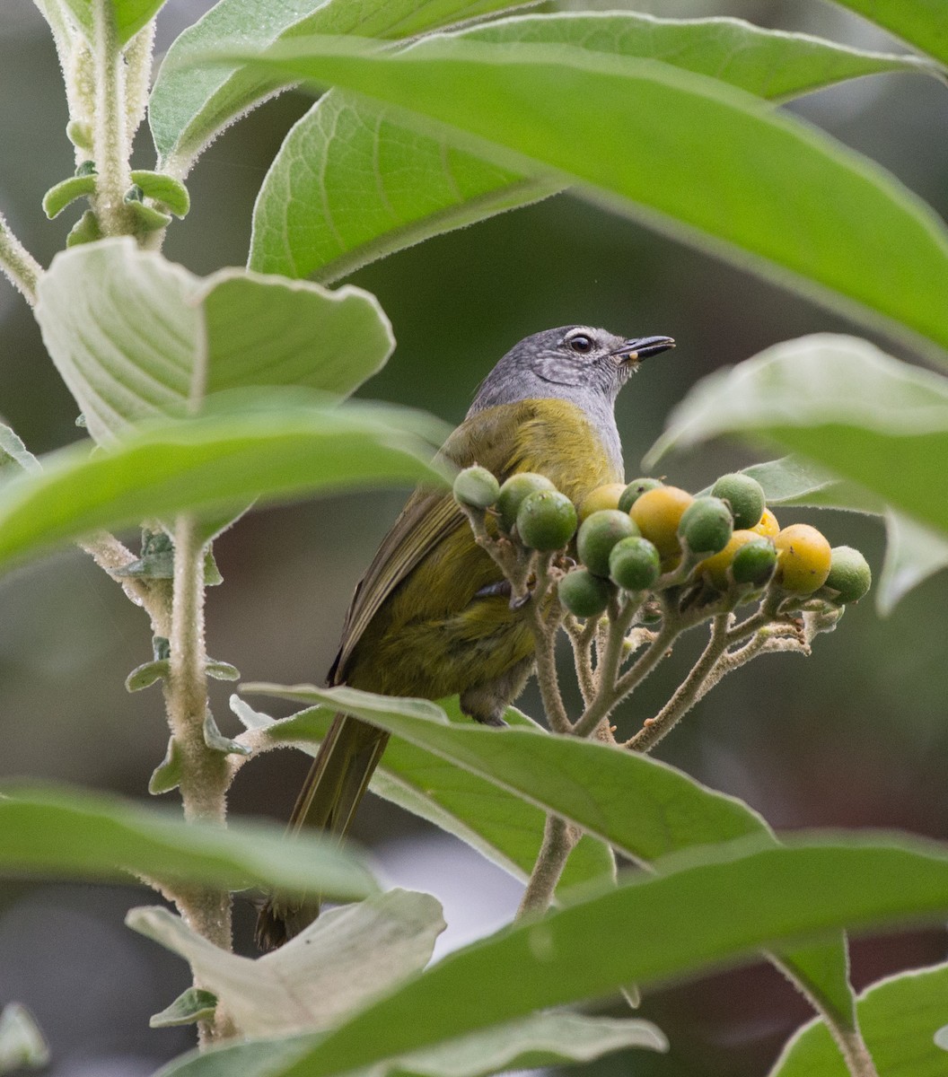 Eastern Mountain Greenbul - ML103609521