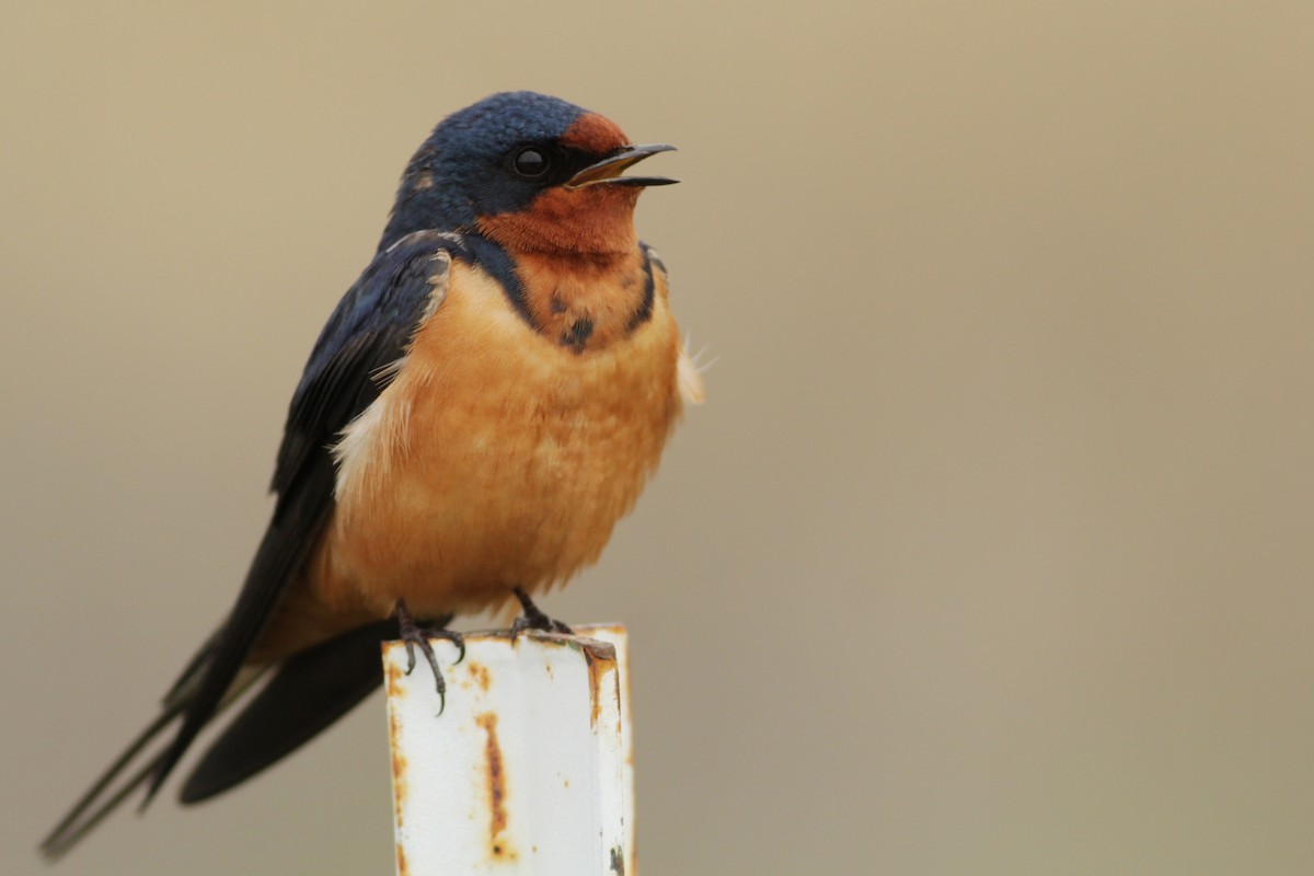Barn Swallow - Johanna Beam