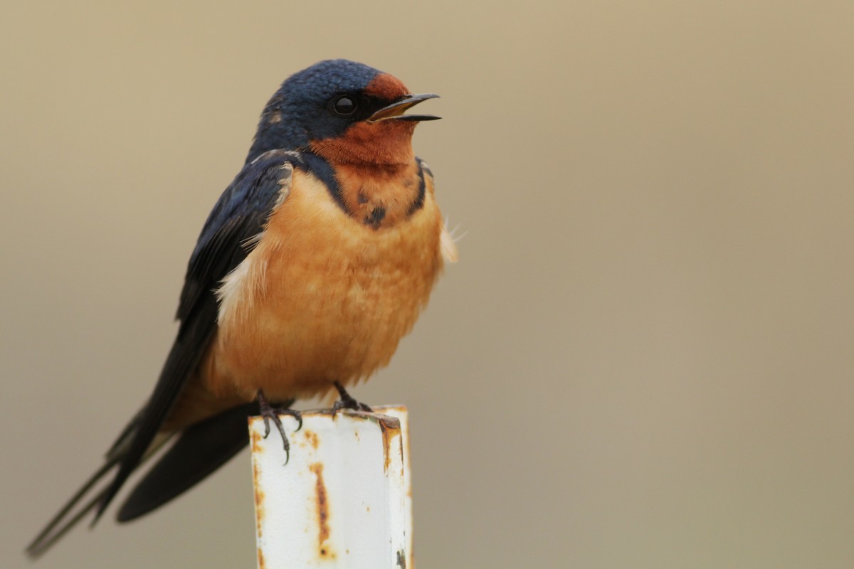 Barn Swallow - ML103609631