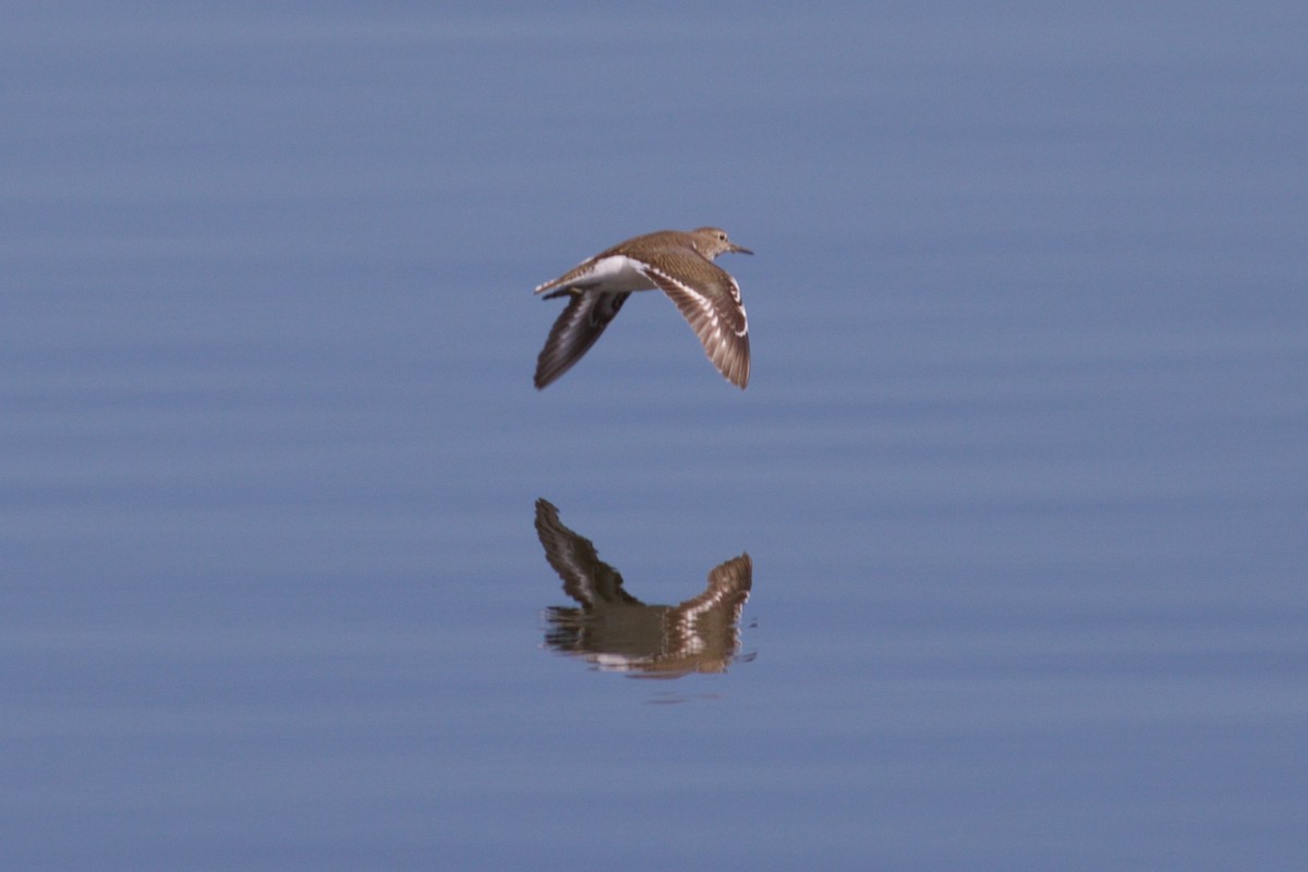 Common Sandpiper - Jason Smart