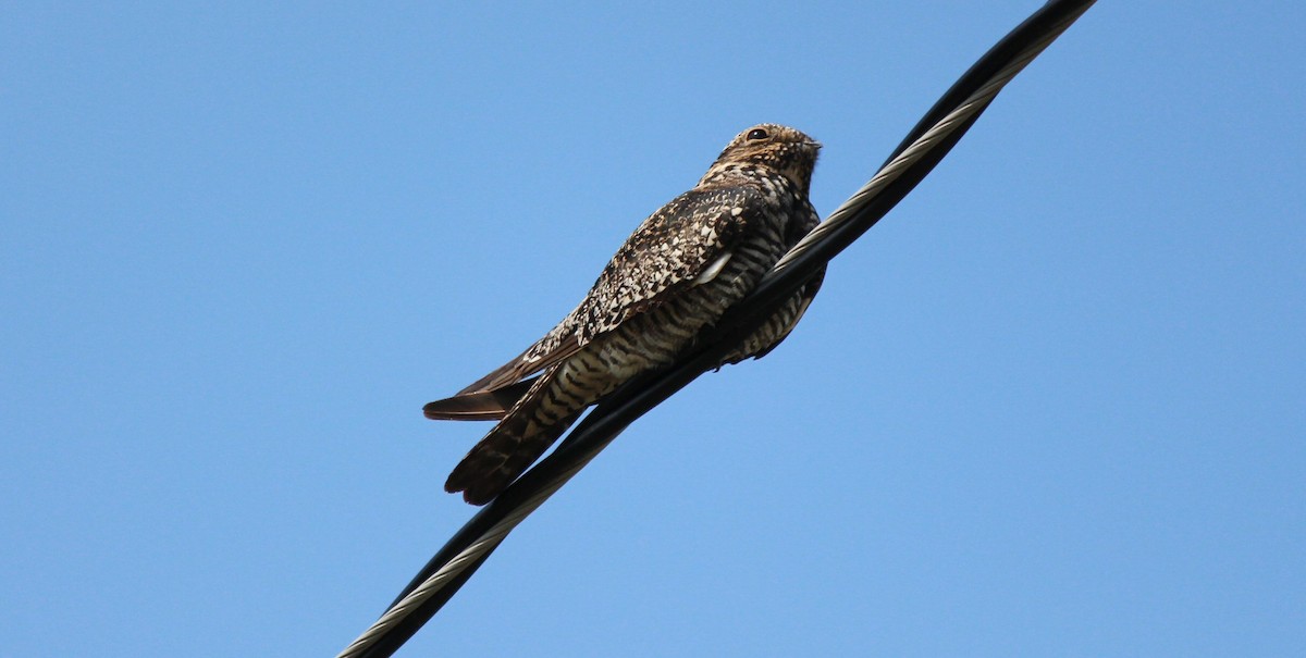 Common Nighthawk - Steve Charbonneau