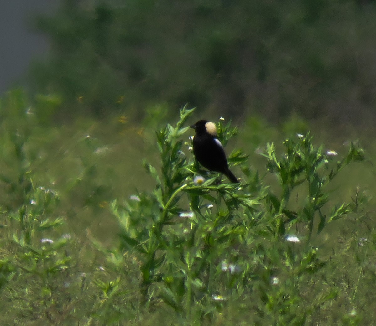 bobolink americký - ML103611161