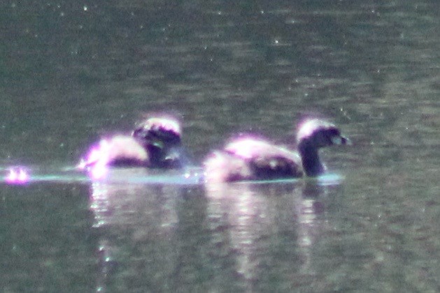 Pied-billed Grebe - Deva Migrador