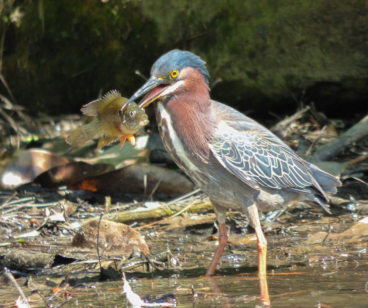 Green Heron - ML103613701