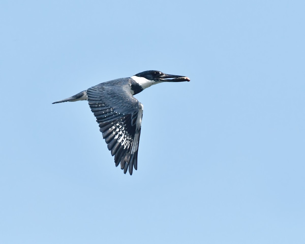 Martin-pêcheur d'Amérique - ML103613711