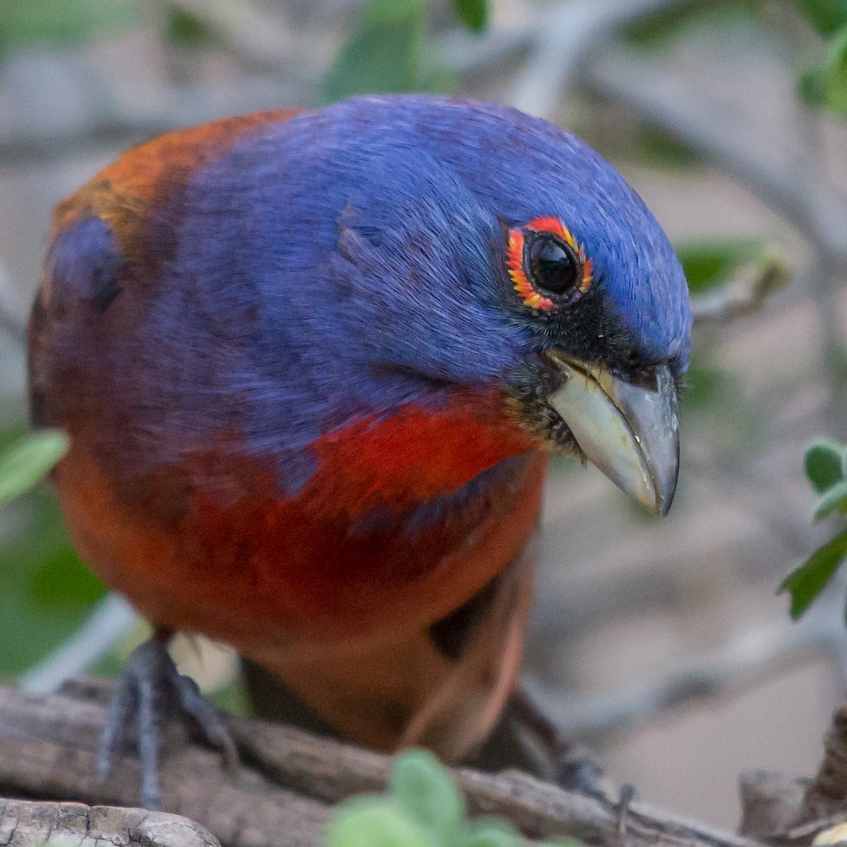 Varied x Painted Bunting (hybrid) - Mike Stewart 🦅
