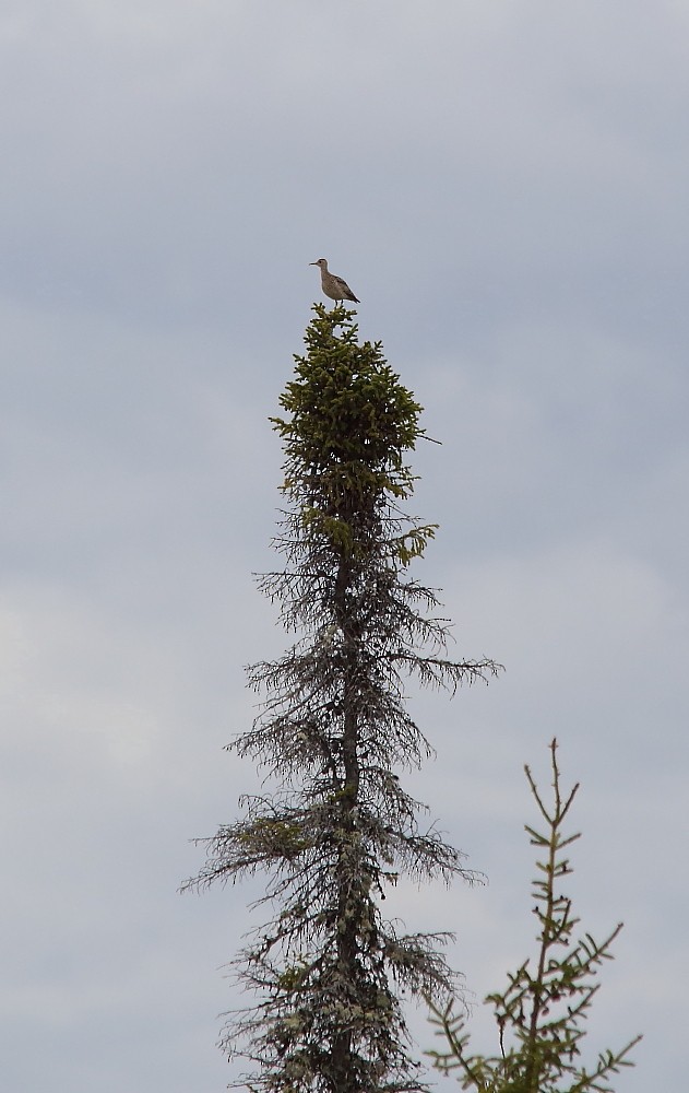 Прерийный кроншнеп - ML103614461