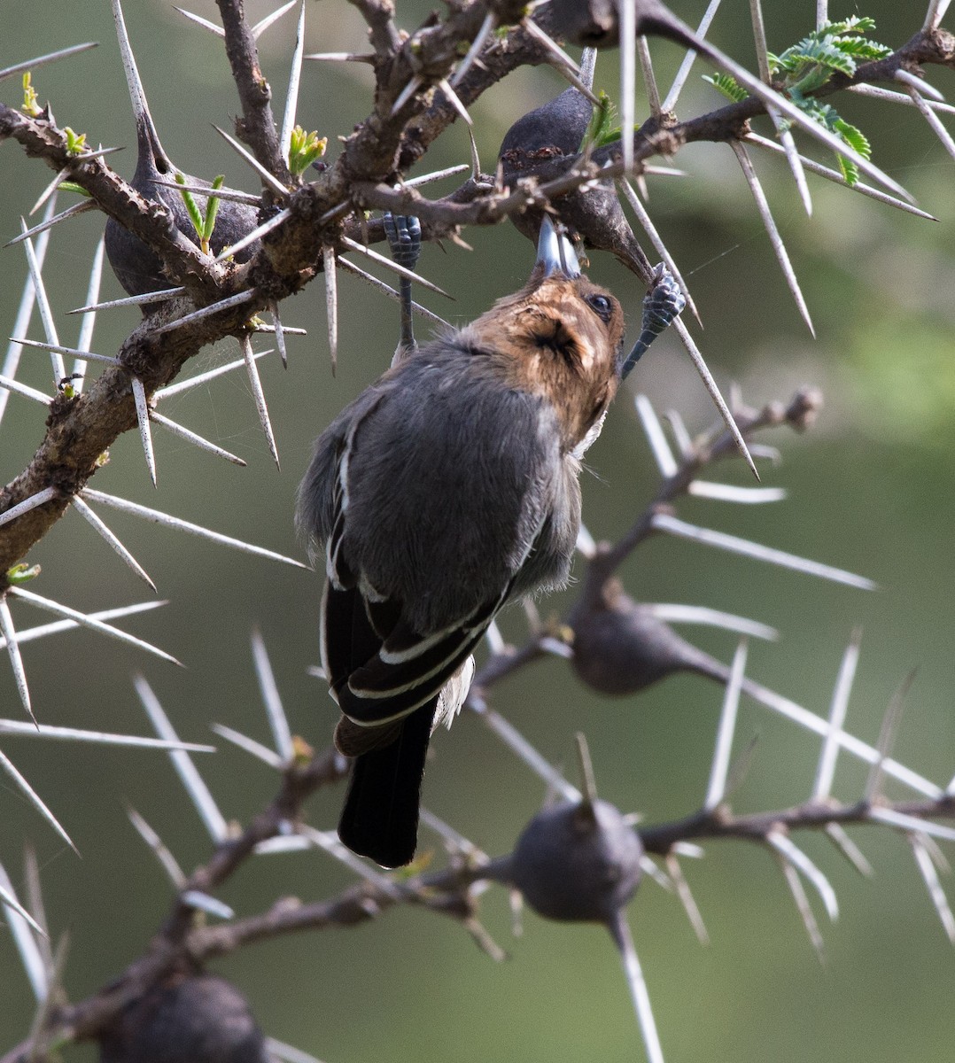 Red-throated Tit - ML103614631