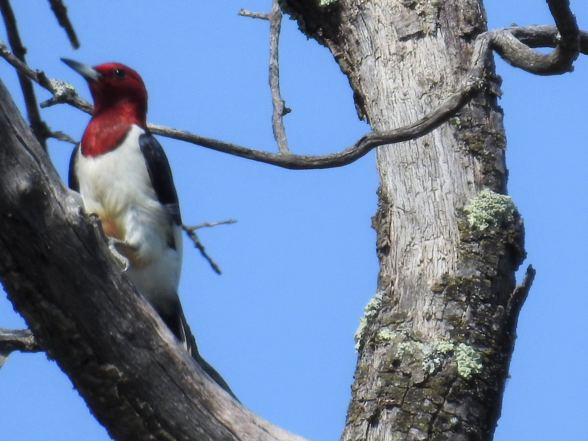 Red-headed Woodpecker - ML103616941