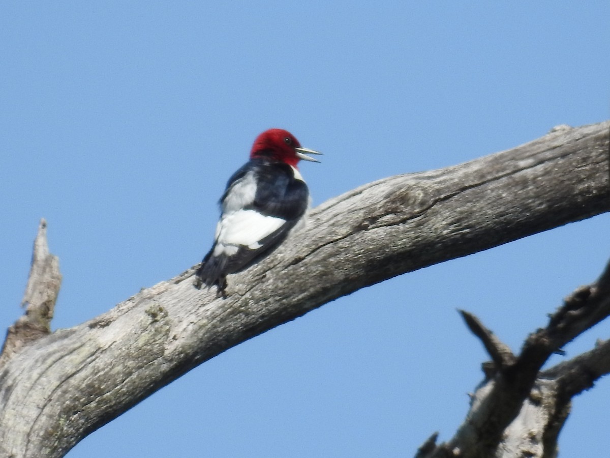 Red-headed Woodpecker - ML103617491