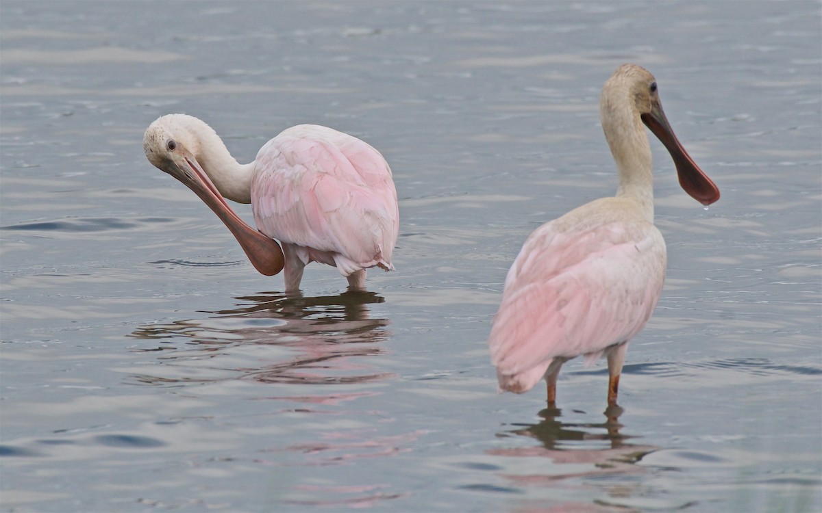 Roseate Spoonbill - Una Davenhill