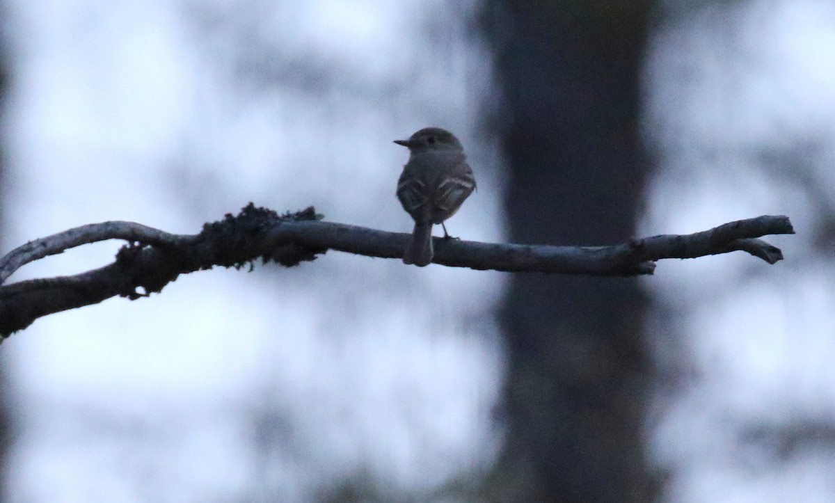 Gray Flycatcher - Michael Woodruff