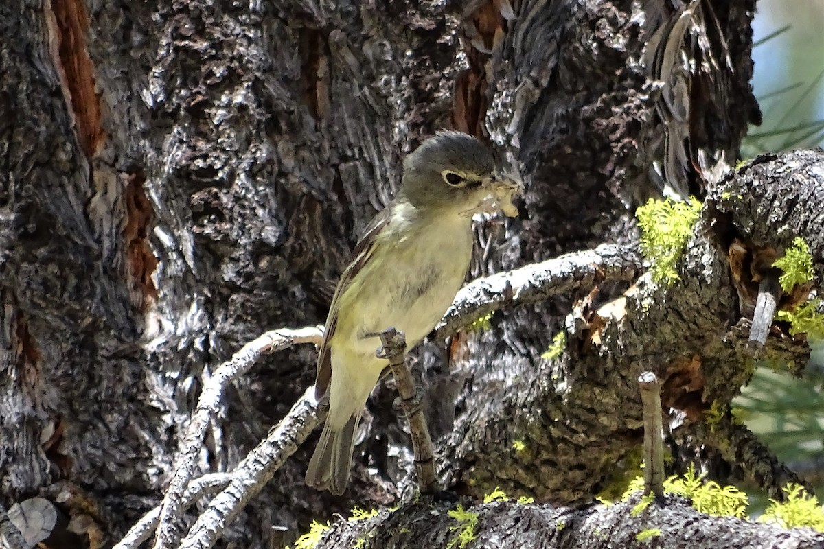 Cassin's Vireo - ML103621341