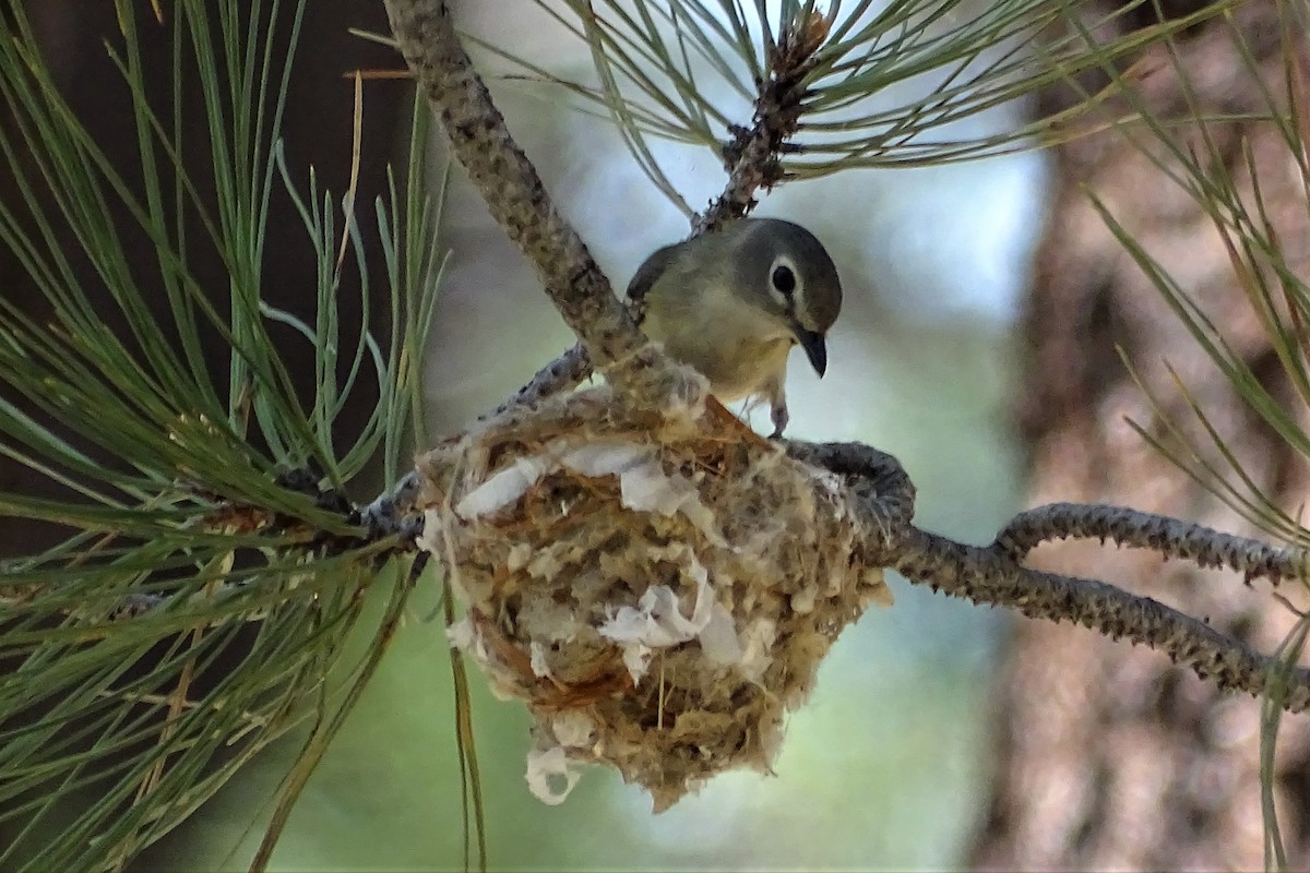 Cassin's Vireo - ML103621361