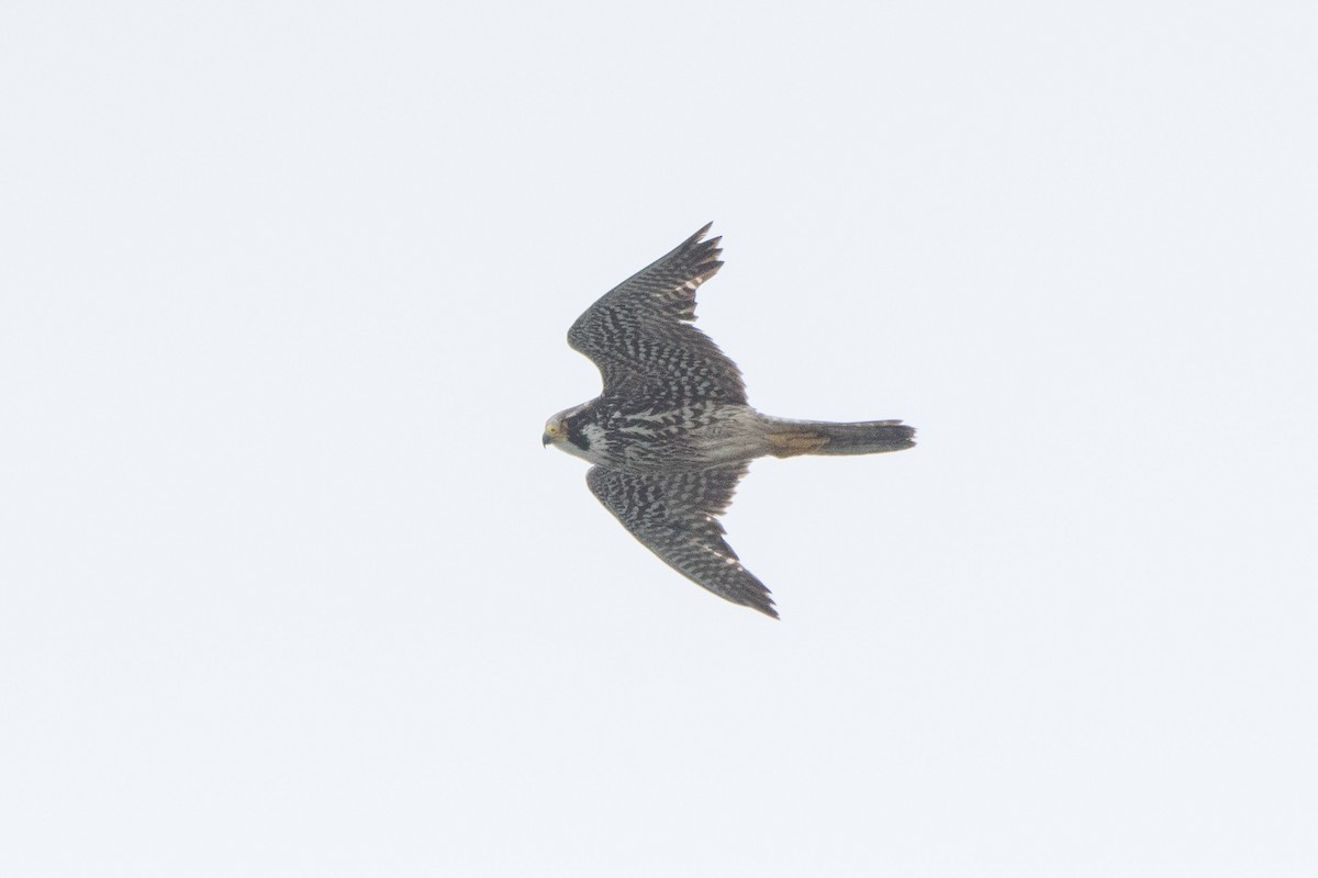 Peregrine Falcon - Serg Tremblay