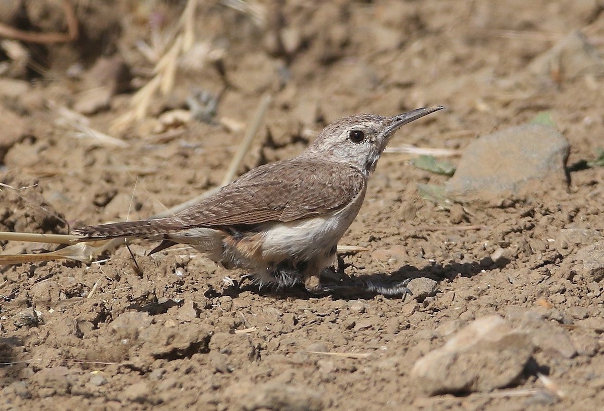 Rock Wren - ML103622791