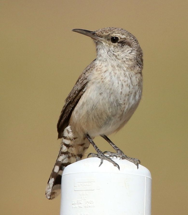 Rock Wren - ML103622861