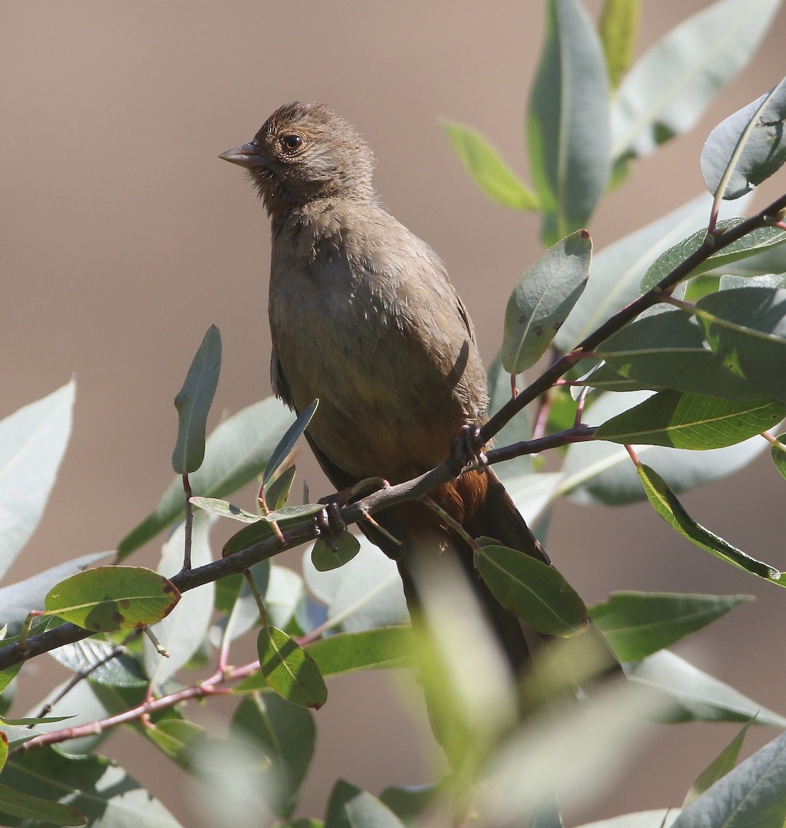 California Towhee - ML103623061