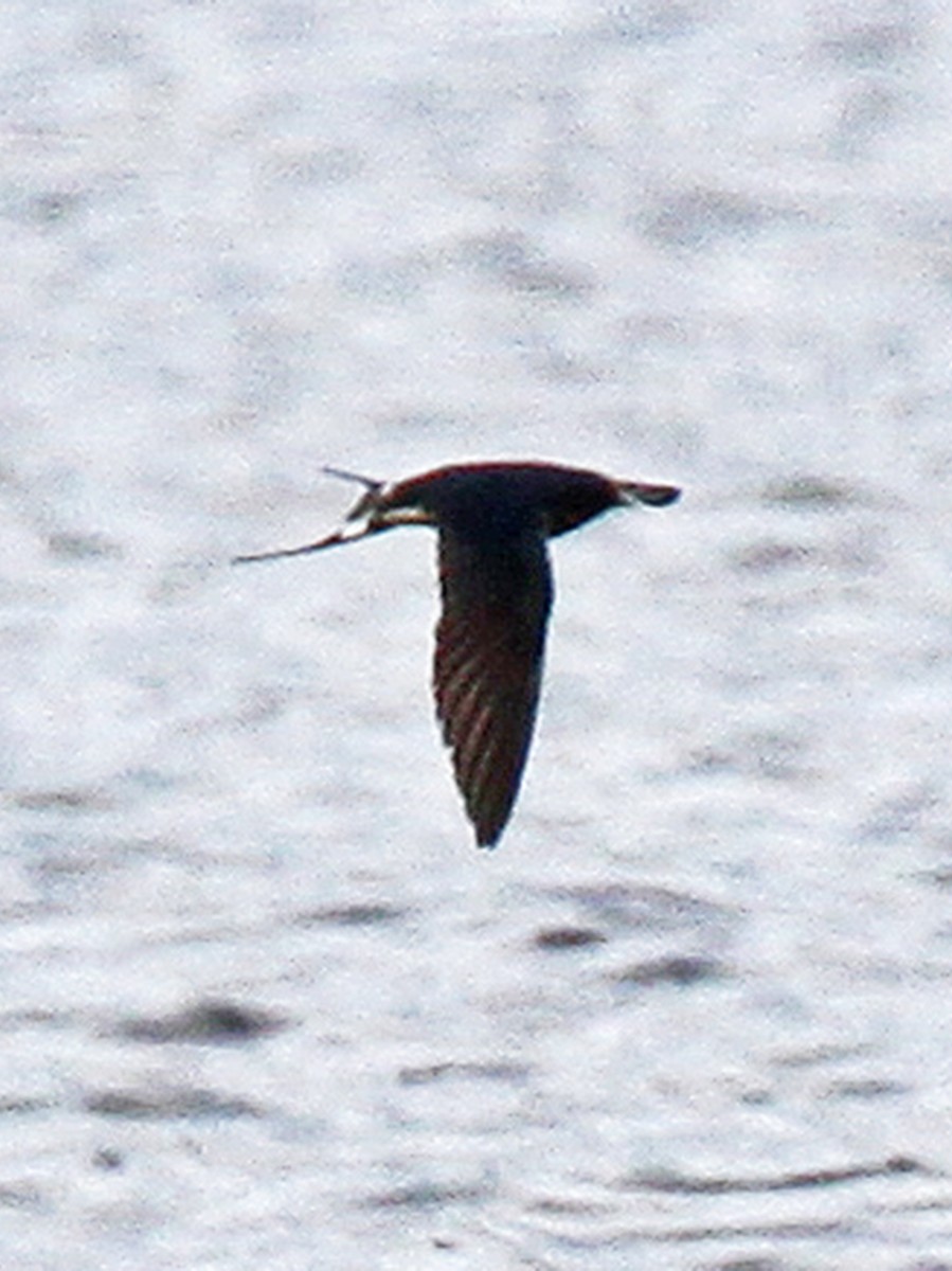 Barn Swallow - ML103623181