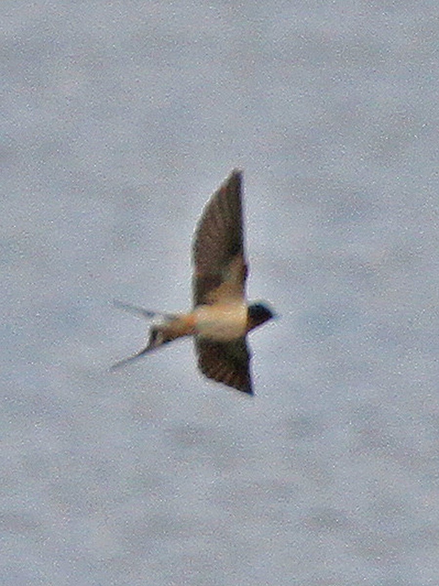 Barn Swallow - ML103623191