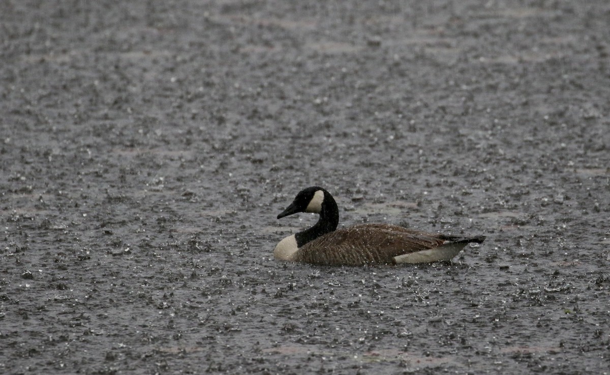 Canada Goose - Jay McGowan