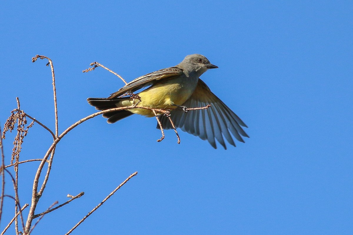 Cassin's Kingbird - ML103625861