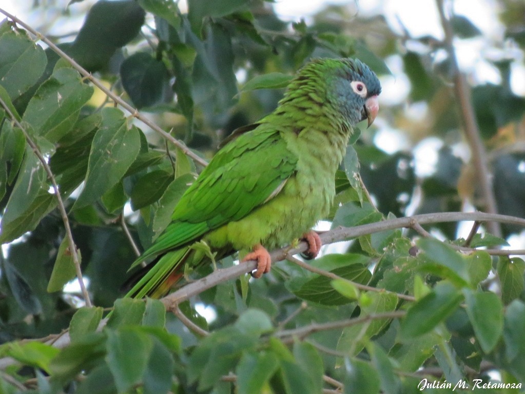 Blue-crowned Parakeet - Julián Retamoza