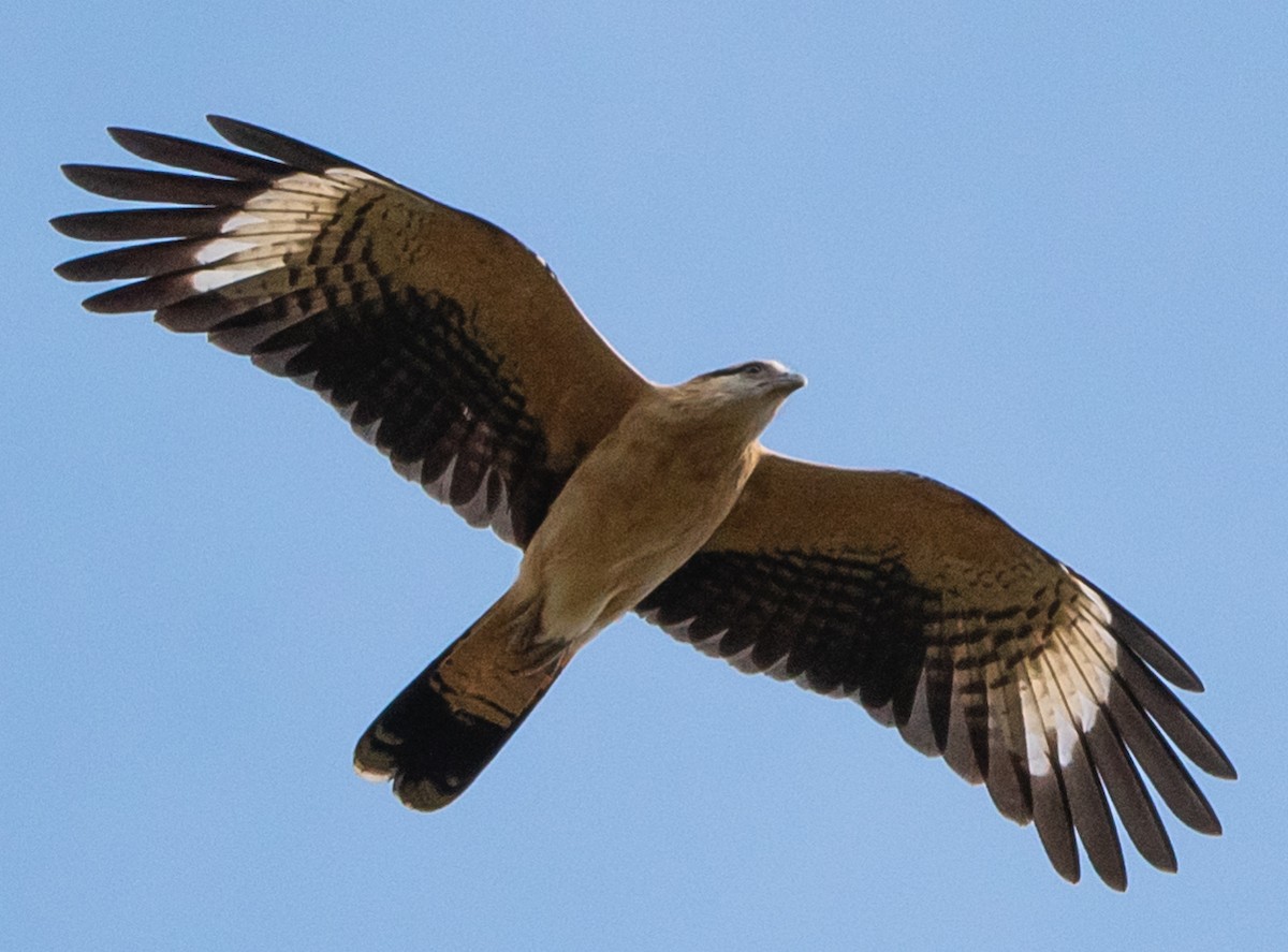Yellow-headed Caracara - Jivago Ferrer