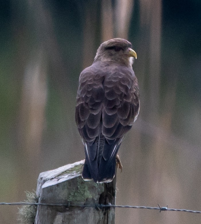 Chimango Caracara - Jivago Ferrer