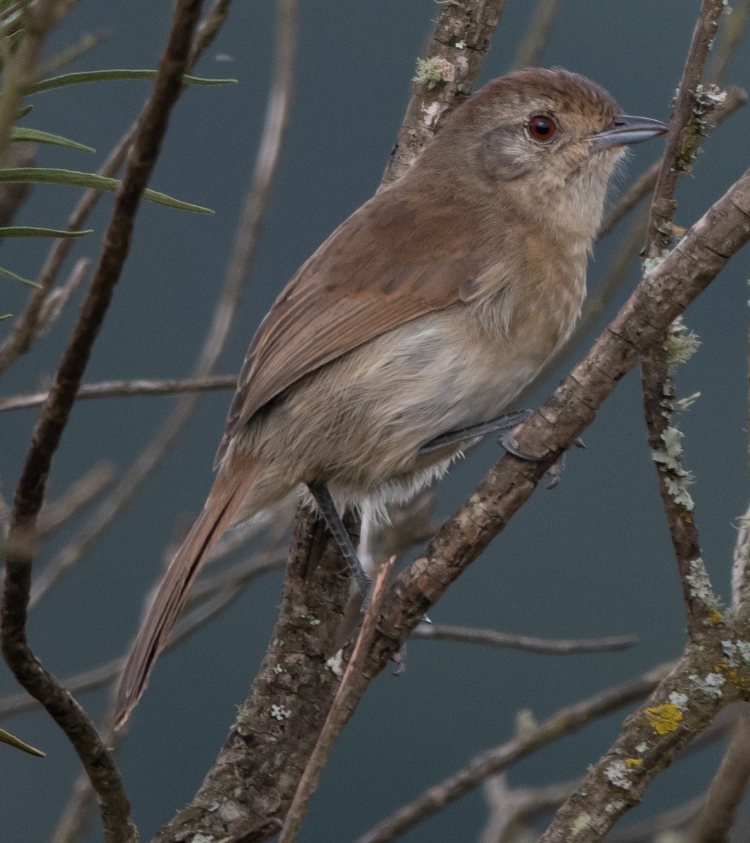 Rufous-capped Antshrike - Jivago Ferrer
