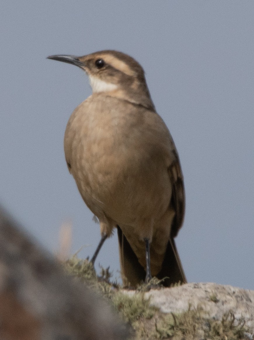 Long-tailed Cinclodes - Jivago Ferrer