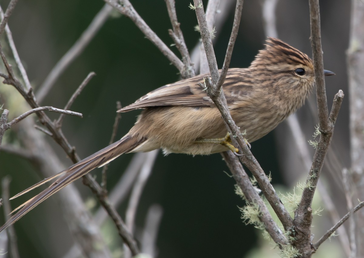 Striolated Tit-Spinetail - Jivago Ferrer