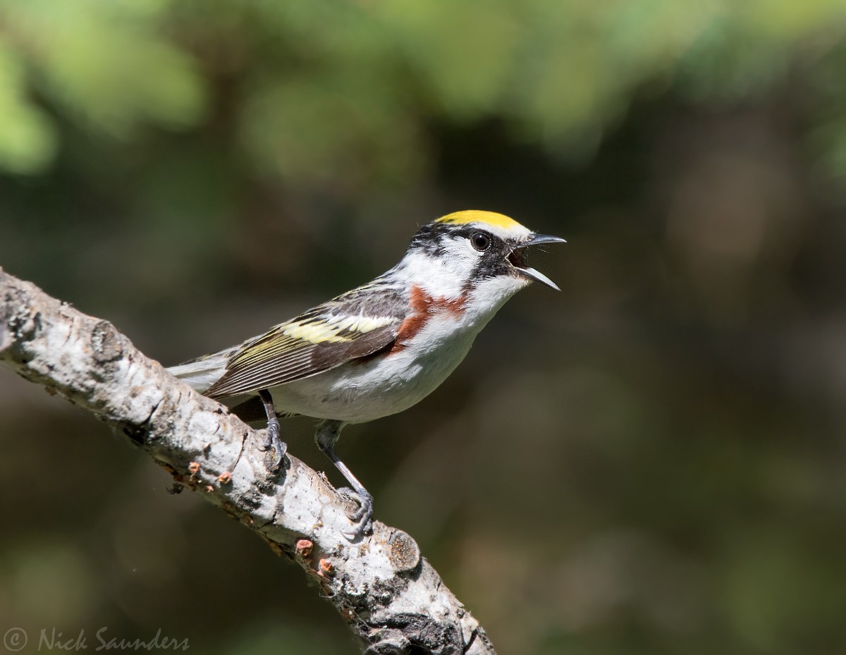 Chestnut-sided Warbler - Nick Saunders