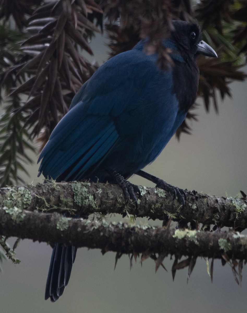 Azure Jay - Jivago Ferrer