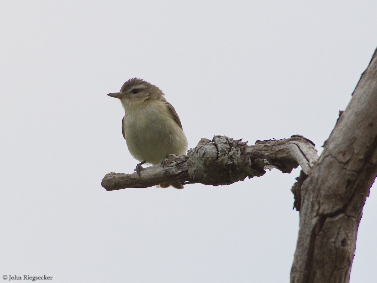 Warbling Vireo - ML103628331