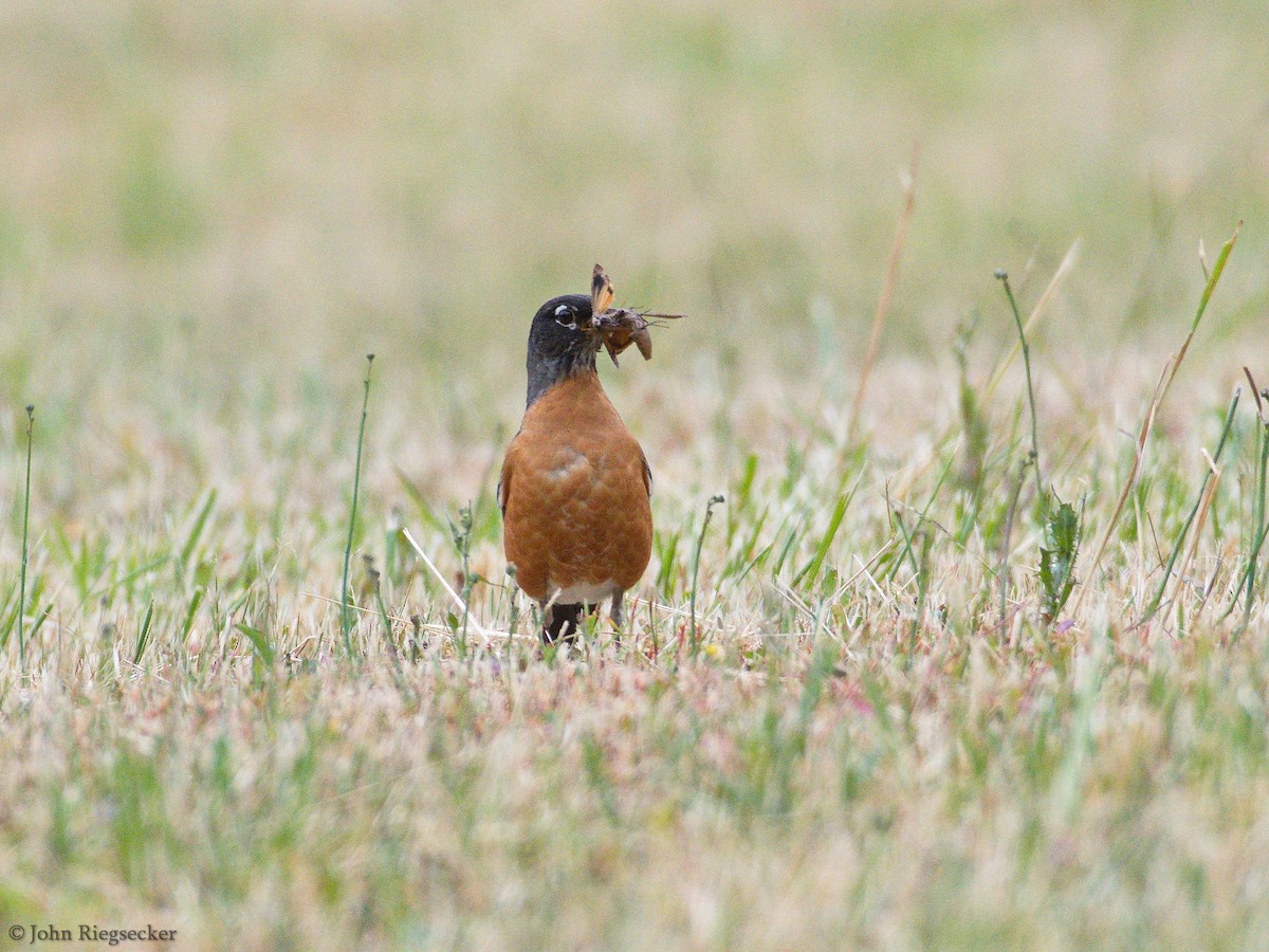 American Robin - ML103628381