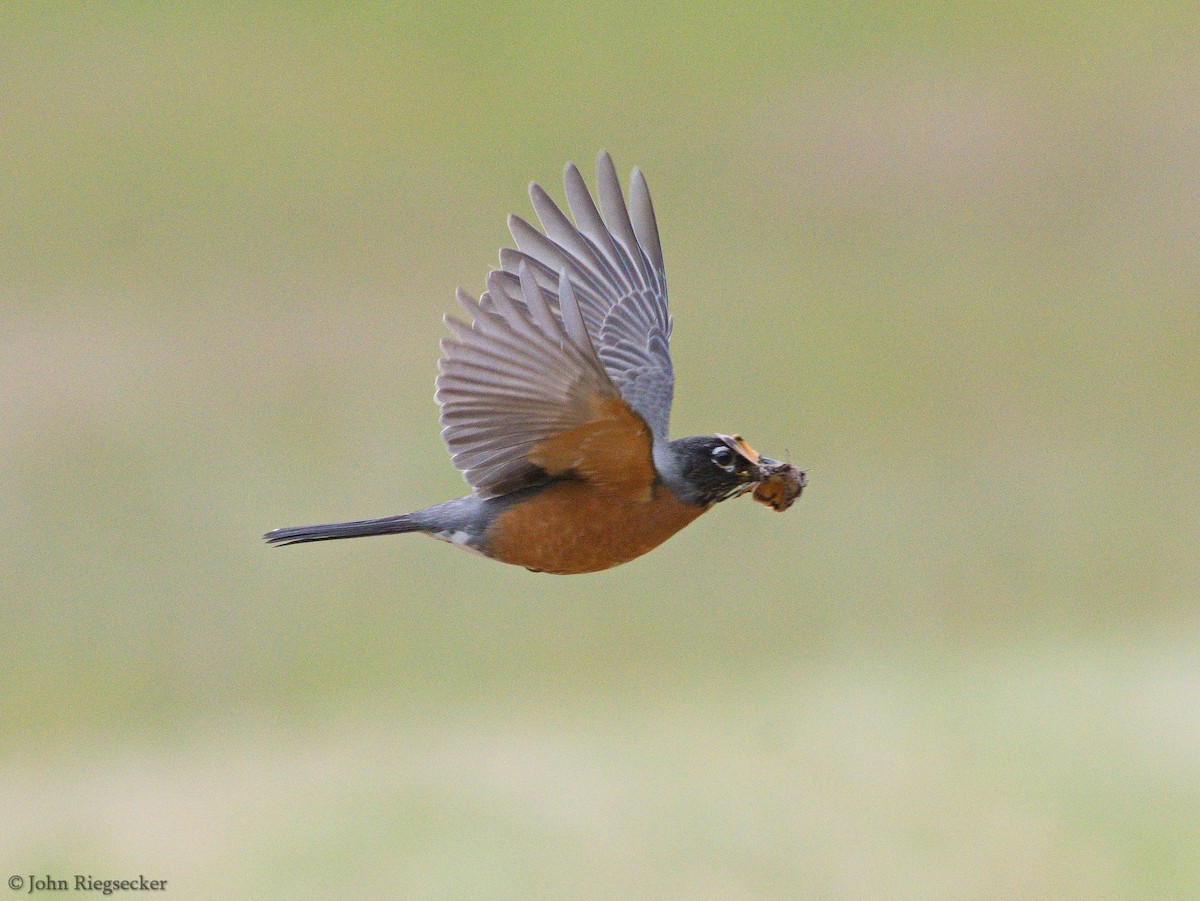 American Robin - ML103628401