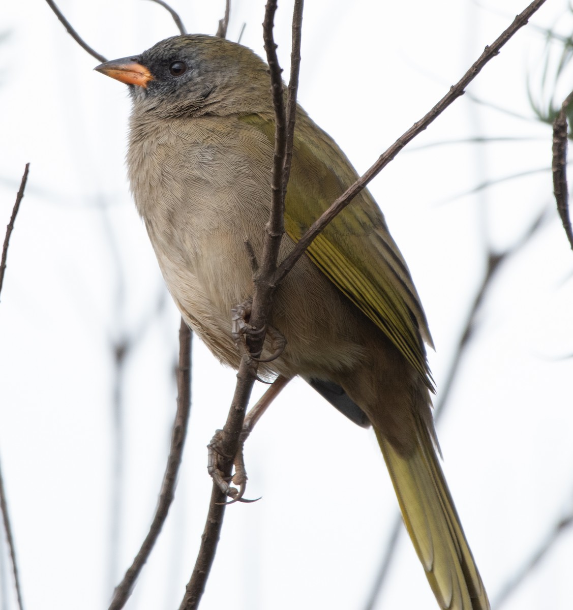 Great Pampa-Finch - Jivago Ferrer