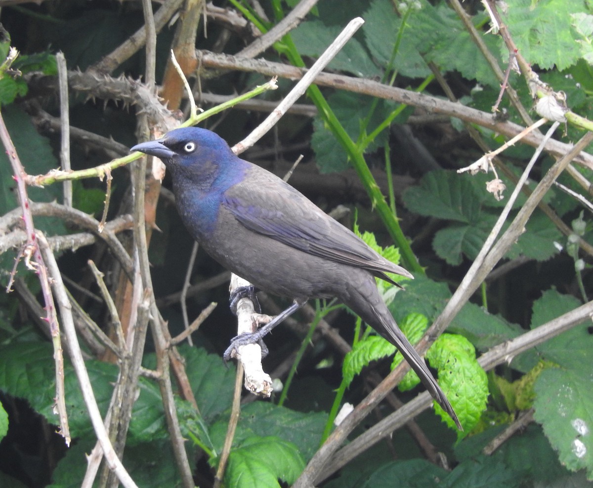 Common Grackle (Bronzed) - ML103629611