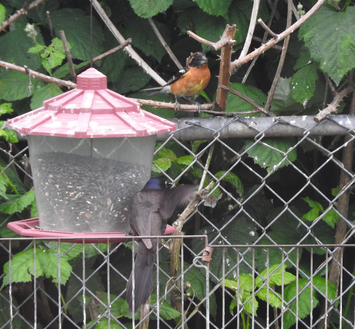 Black-headed Grosbeak - ML103629771