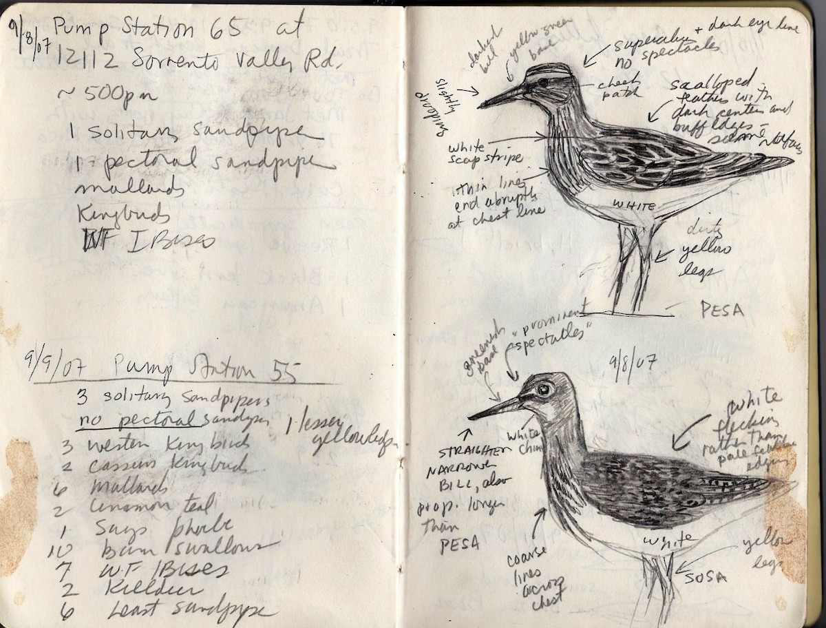 Pectoral Sandpiper - Susan Smith