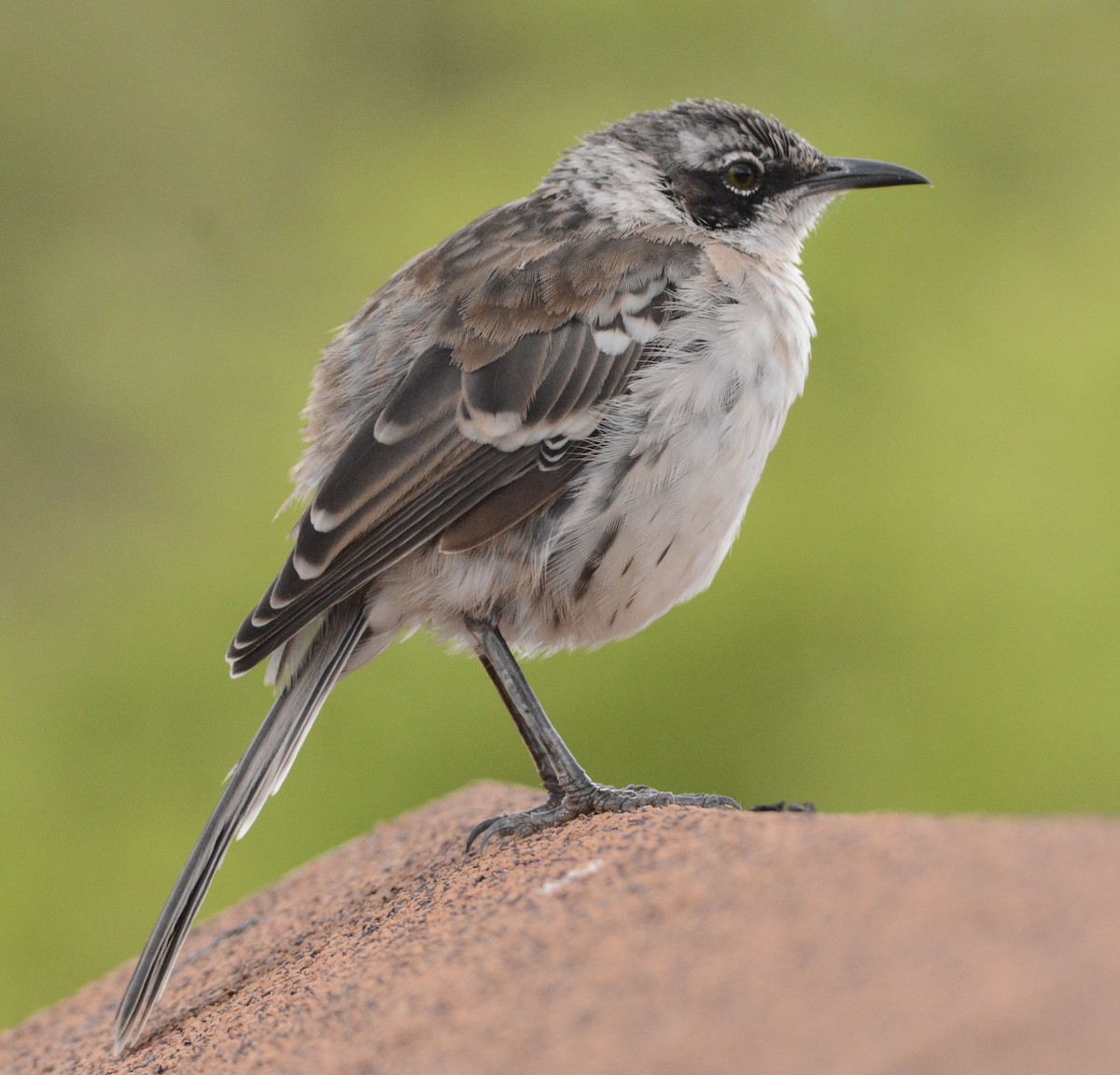 Galapagos Mockingbird - Taylor Abbott