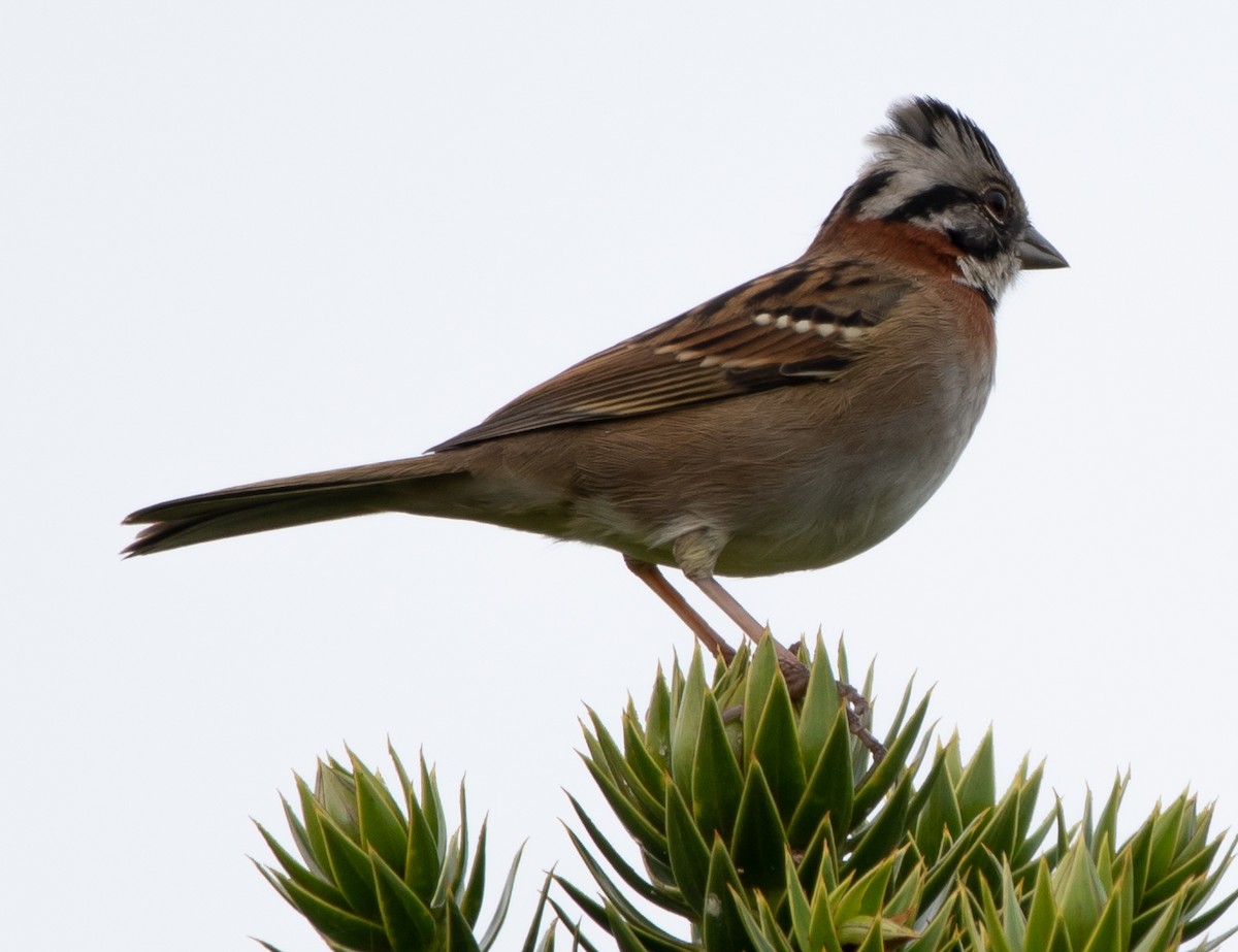 Rufous-collared Sparrow - Jivago Ferrer