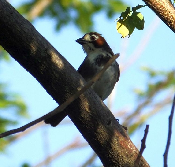 Cabanis's Ground-Sparrow - ML103632641