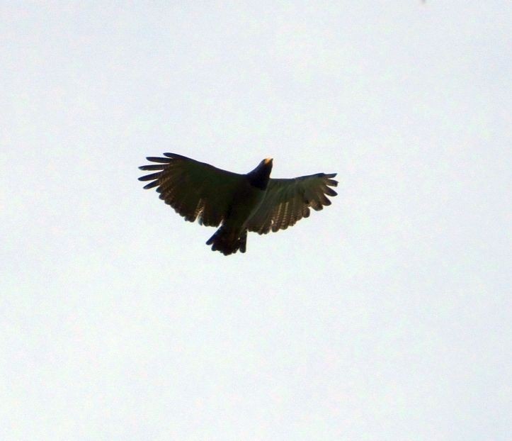 Barred Hawk - ML103633071