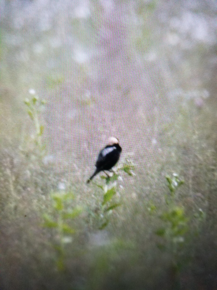 bobolink americký - ML103633421