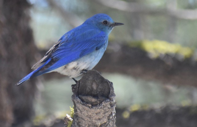 Mountain Bluebird - ML103633501