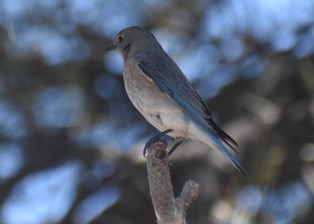 Mountain Bluebird - ML103633511