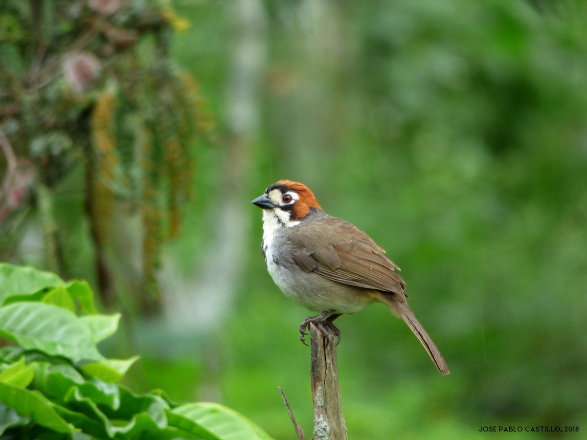 Cabanis's Ground-Sparrow - Jose Pablo Castillo